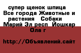 супер щенок шпица - Все города Животные и растения » Собаки   . Марий Эл респ.,Йошкар-Ола г.